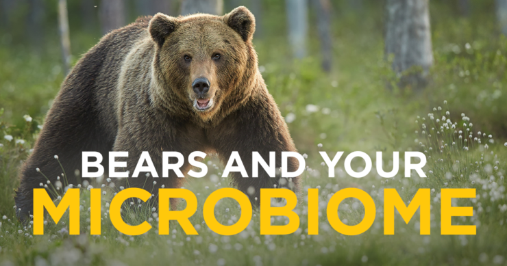 Bears and the Human Microbiome