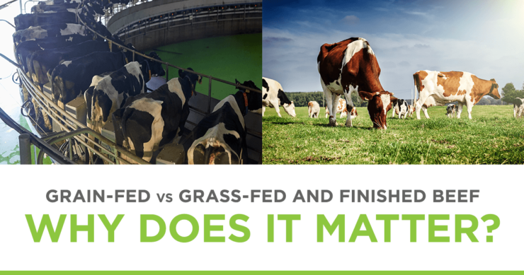Grain-Fed vs Grass-Fed and Finished Beef – Why Does it Matter?