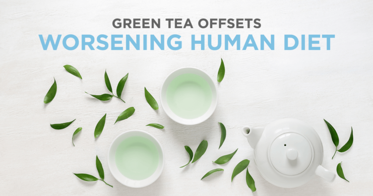 Green Tea Offsets Worsening Human Diet