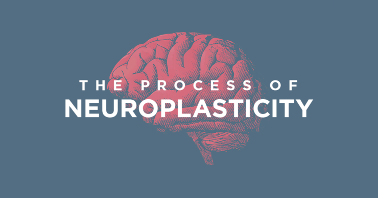 The Process of Neuroplasticity