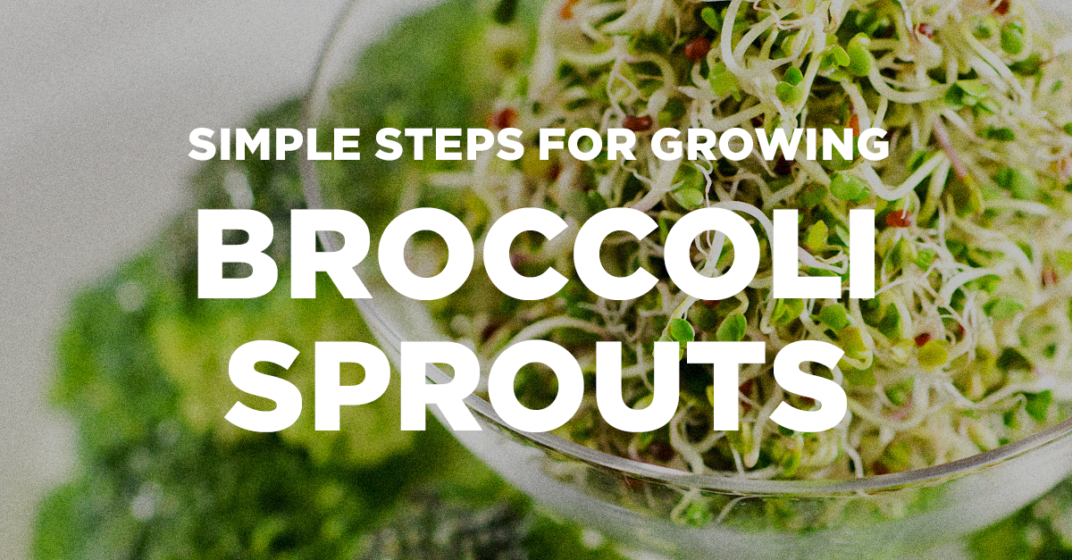 Simple Steps for Growing Broccoli Sprouts from Dr. David Perlmutter