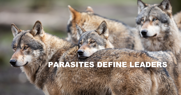 Parasites Define Leaders